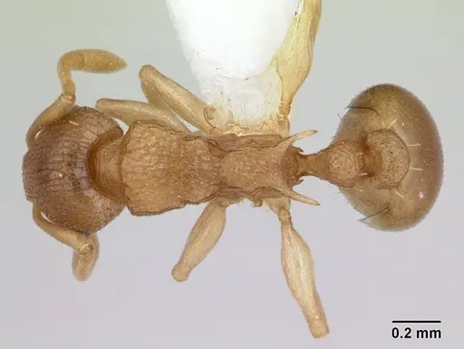 Nesomyrmex evelynae specimen CASENT0178298 image casent0178298_1