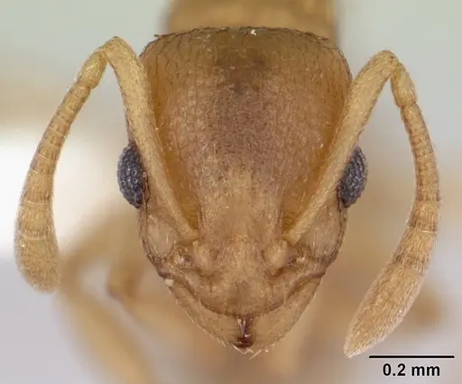 Nesomyrmex evelynae specimen CASENT0178298 image casent0178298_2