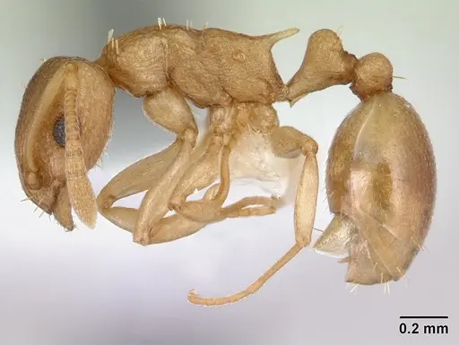Nesomyrmex evelynae specimen CASENT0178298 image casent0178298_3