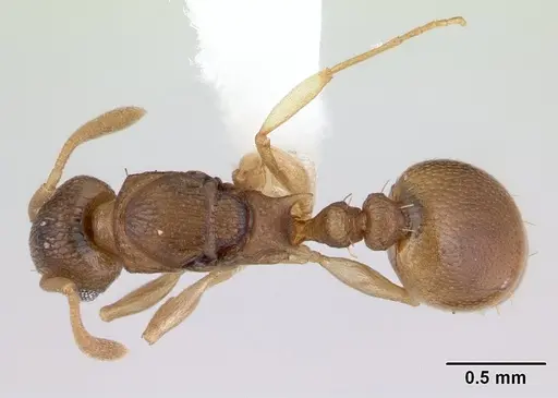 Nesomyrmex evelynae specimen CASENT0178299 image casent0178299_1