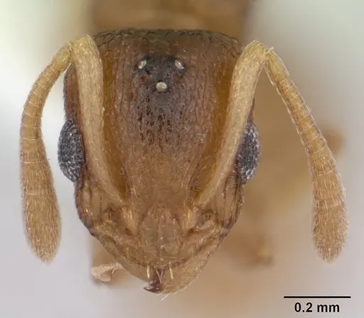Nesomyrmex evelynae specimen CASENT0178299 image casent0178299_2