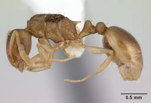 Nesomyrmex evelynae specimen CASENT0178299 image casent0178299_3