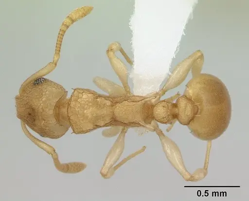Nesomyrmex evelynae specimen CASENT0413068 image casent0413068_1