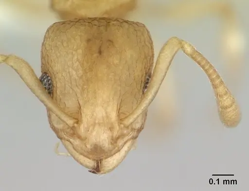 Nesomyrmex evelynae specimen CASENT0413068 image casent0413068_2
