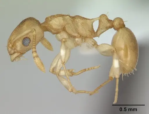 Nesomyrmex evelynae specimen CASENT0413068 image casent0413068_3