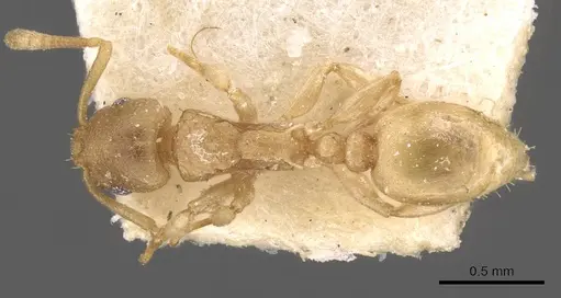 Nesomyrmex evelynae specimen CASENT0908993 image casent0908993_1