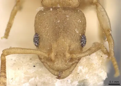 Nesomyrmex evelynae specimen CASENT0908993 image casent0908993_2
