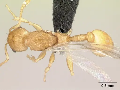 Nesomyrmex excelsior specimen CASENT0049848 image casent0049848_1