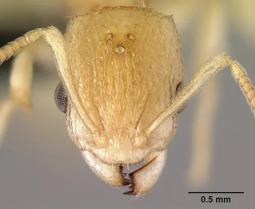 Nesomyrmex excelsior specimen CASENT0049848 image casent0049848_2