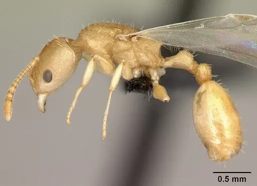 Nesomyrmex excelsior specimen CASENT0049848 image casent0049848_3