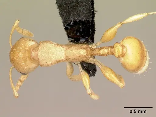 Nesomyrmex excelsior specimen CASENT0077471 image casent0077471_1