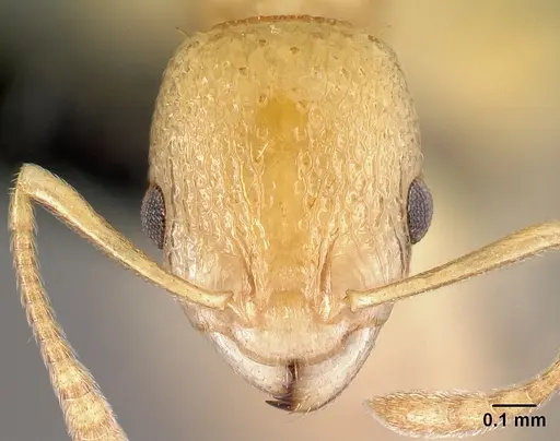 Nesomyrmex excelsior specimen CASENT0077471 image casent0077471_2