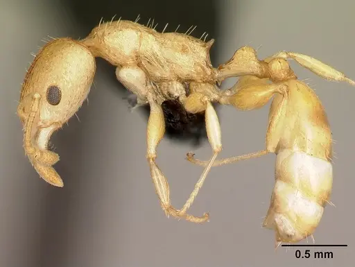 Nesomyrmex excelsior specimen CASENT0077471 image casent0077471_3
