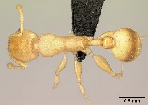 Nesomyrmex excelsior specimen CASENT0485106 image casent0485106_1