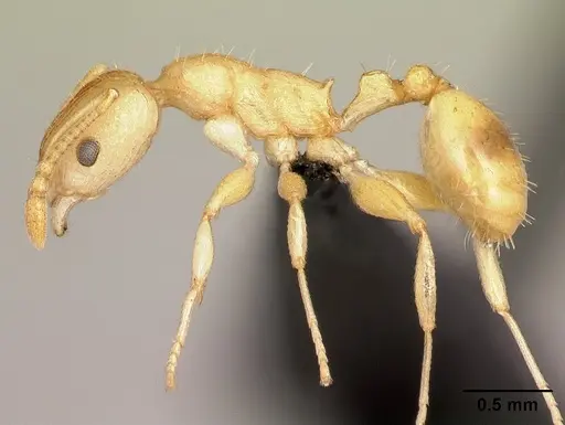Nesomyrmex excelsior specimen CASENT0485106 image casent0485106_3