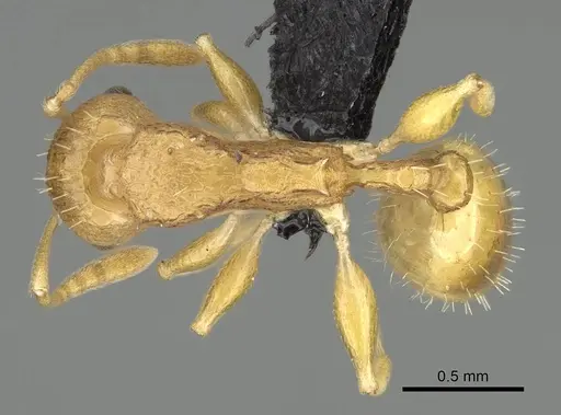 Nesomyrmex excelsior specimen CASENT0498265 image casent0498265_1