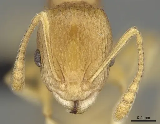 Nesomyrmex excelsior specimen CASENT0498265 image casent0498265_2
