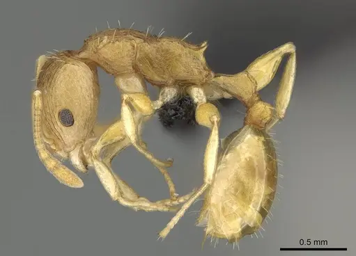Nesomyrmex excelsior specimen CASENT0498265 image casent0498265_3