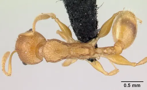 Nesomyrmex excelsior specimen CASENT0499874 image casent0499874_1