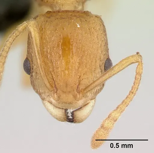 Nesomyrmex excelsior specimen CASENT0499874 image casent0499874_2