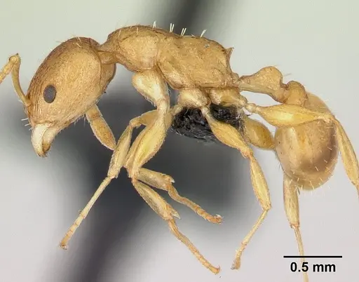 Nesomyrmex excelsior specimen CASENT0499874 image casent0499874_3