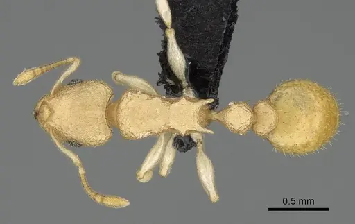 Nesomyrmex exiguus specimen CASENT0077581 image casent0077581_1