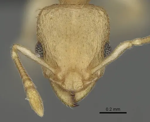 Nesomyrmex exiguus specimen CASENT0077581 image casent0077581_2