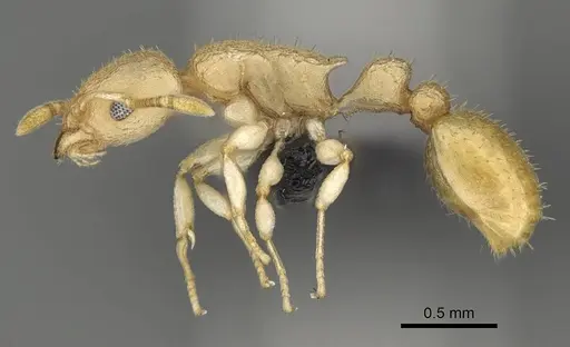 Nesomyrmex exiguus specimen CASENT0077581 image casent0077581_3