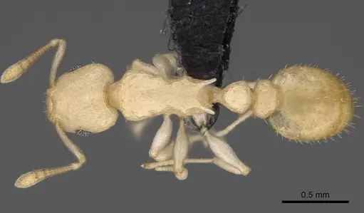 Nesomyrmex exiguus specimen CASENT0077626 image casent0077626_1