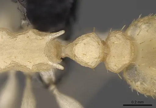 Nesomyrmex exiguus specimen CASENT0077626 image casent0077626_2