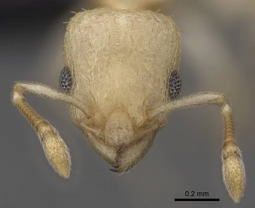 Nesomyrmex exiguus specimen CASENT0077626 image casent0077626_3