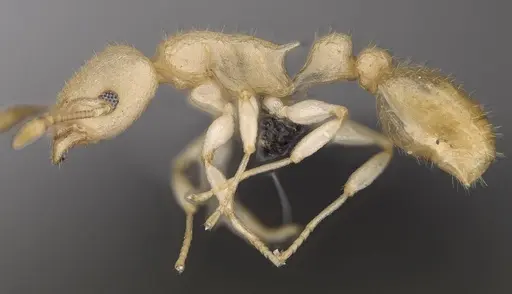 Nesomyrmex exiguus specimen CASENT0077626 image casent0077626_4