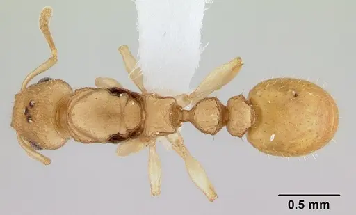 Nesomyrmex exiguus specimen CASENT0427977 image casent0427977_1