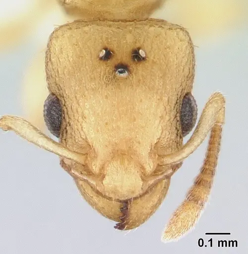 Nesomyrmex exiguus specimen CASENT0427977 image casent0427977_2