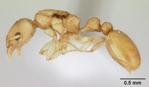Nesomyrmex exiguus specimen CASENT0427977 image casent0427977_3