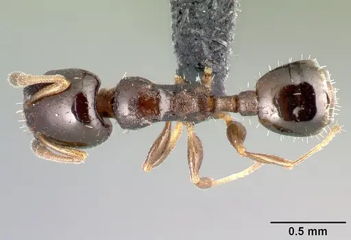 Nesomyrmex flavigaster specimen CASENT0138300 image casent0138300_1