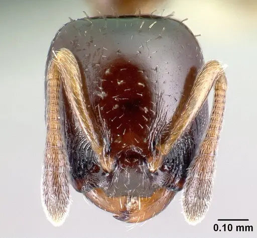 Nesomyrmex flavigaster specimen CASENT0138300 image casent0138300_2