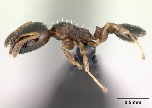 Nesomyrmex flavigaster specimen CASENT0138300 image casent0138300_3