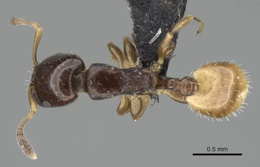 Nesomyrmex flavigaster specimen CASENT0453374 image casent0453374_1