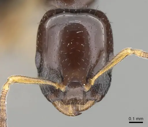 Nesomyrmex flavigaster specimen CASENT0453374 image casent0453374_2