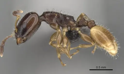 Nesomyrmex flavigaster specimen CASENT0453374 image casent0453374_3