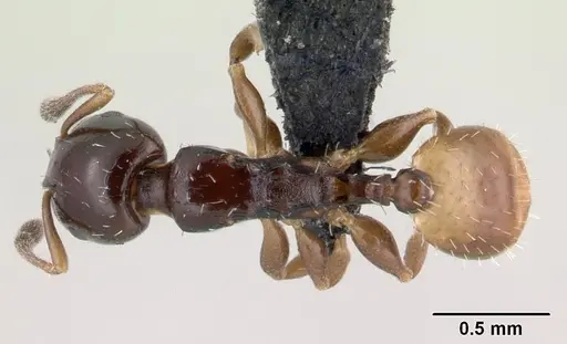Nesomyrmex flavigaster specimen CASENT0453390 image casent0453390_1