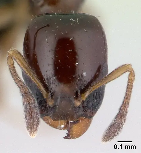 Nesomyrmex flavigaster specimen CASENT0453390 image casent0453390_2