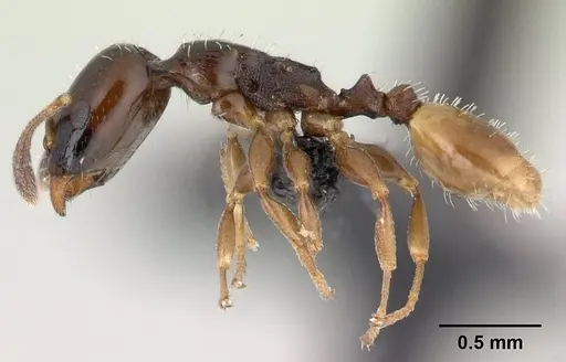 Nesomyrmex flavigaster specimen CASENT0453390 image casent0453390_3