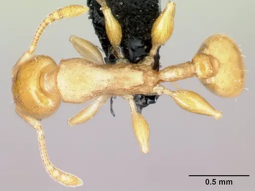 Nesomyrmex flavus specimen CASENT0119576 image casent0119576_1