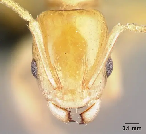 Nesomyrmex flavus specimen CASENT0119576 image casent0119576_2