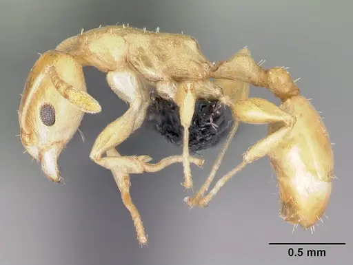 Nesomyrmex flavus specimen CASENT0119576 image casent0119576_3