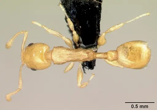 Nesomyrmex flavus specimen CASENT0121813 image casent0121813_1