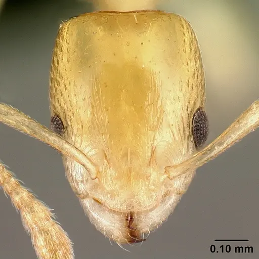 Nesomyrmex flavus specimen CASENT0121813 image casent0121813_2