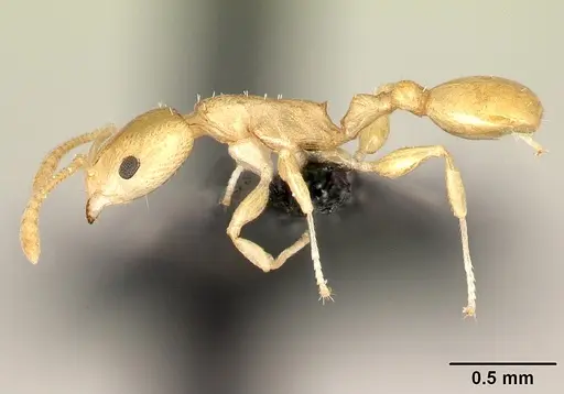 Nesomyrmex flavus specimen CASENT0121813 image casent0121813_3